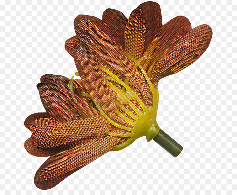 Blume, Blütenblatt Pflanze - thanksgiving Bilder