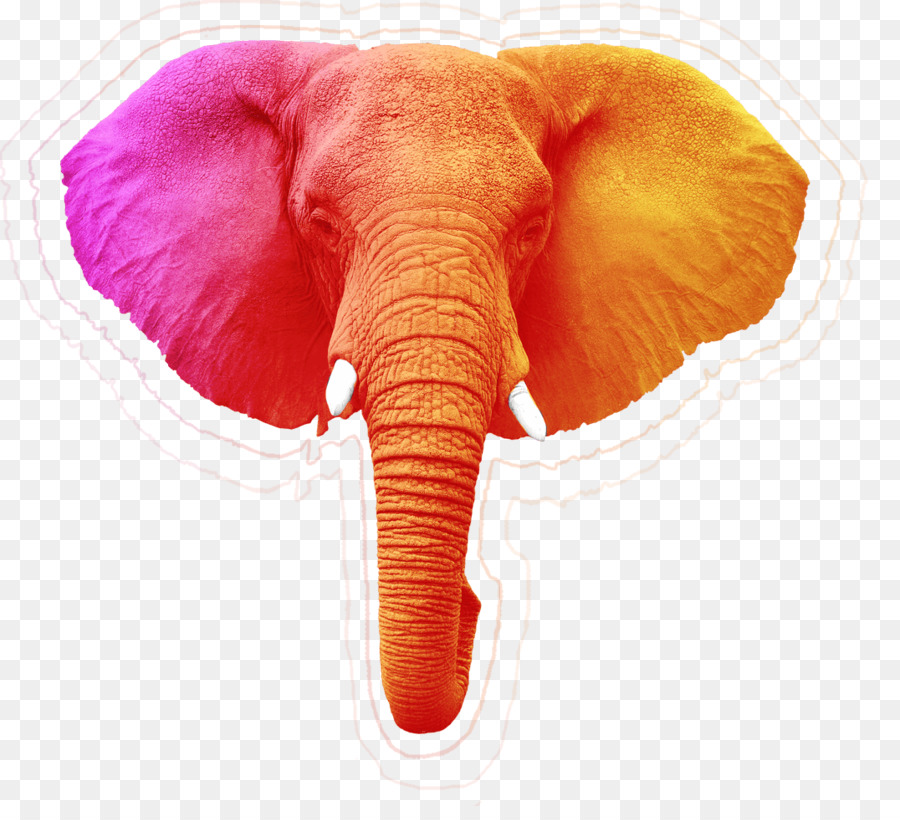 Elefante africano Megafauna elefante Indiano Fauna selvatica - testa di elefante