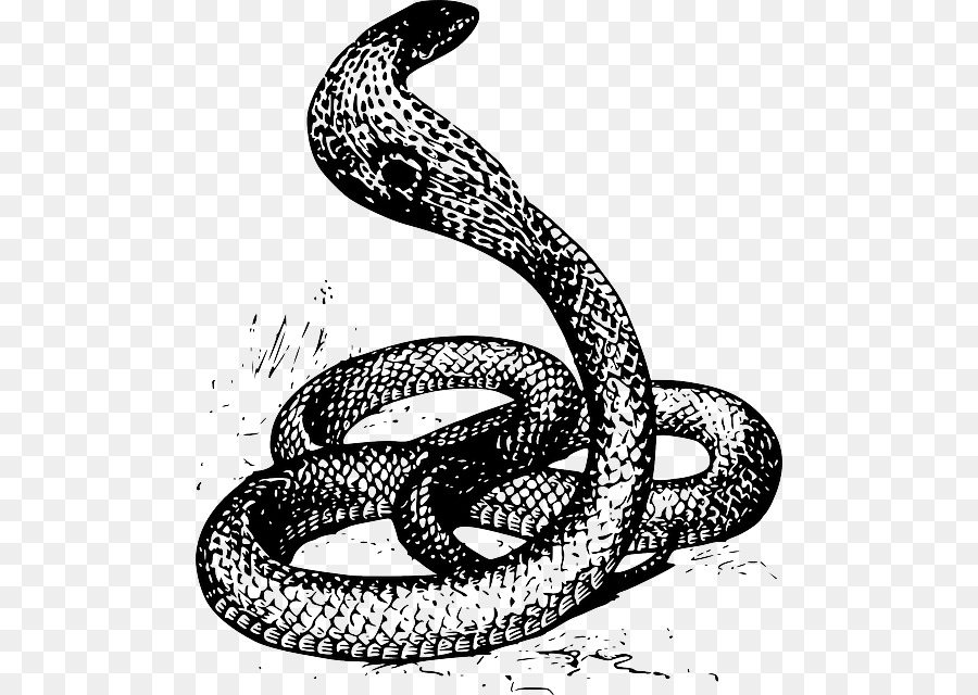 Serpente Disegno King cobra Clip art - Il Serpente Rosso