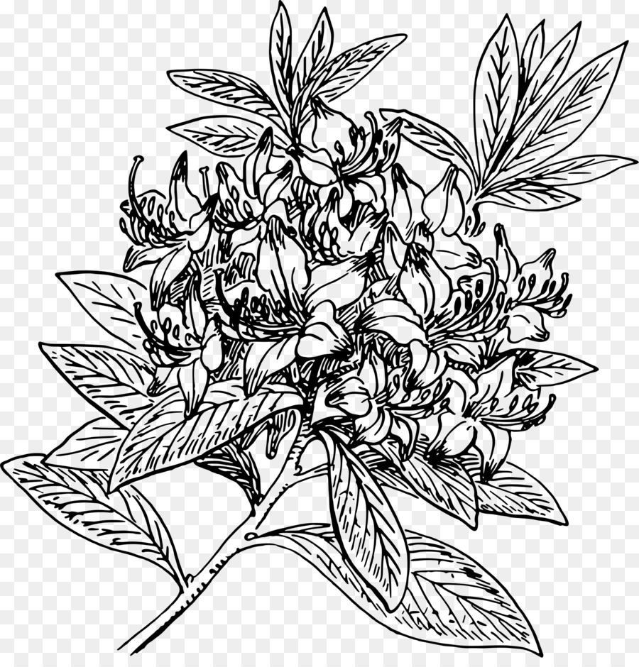 Rhododendron - blumenblatt