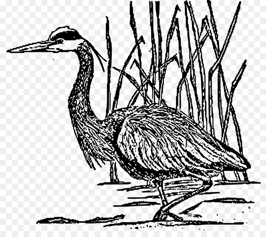 Vogel Great blue heron Wildlife Clip-art - große clipart