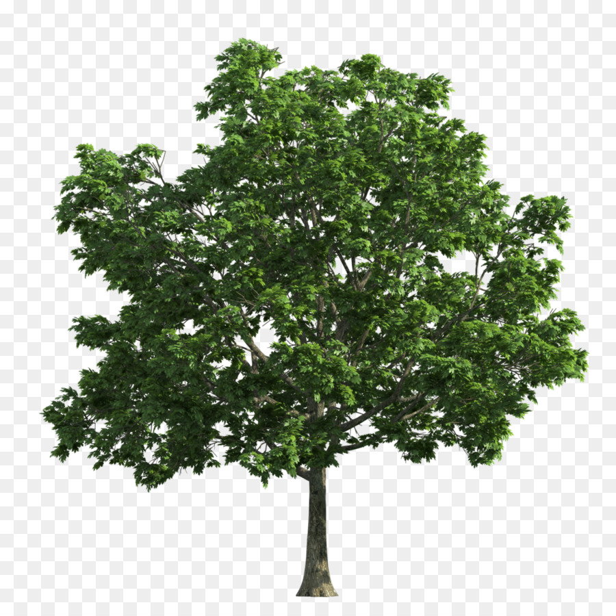 Baum Eiche Laub-clipart - Baum