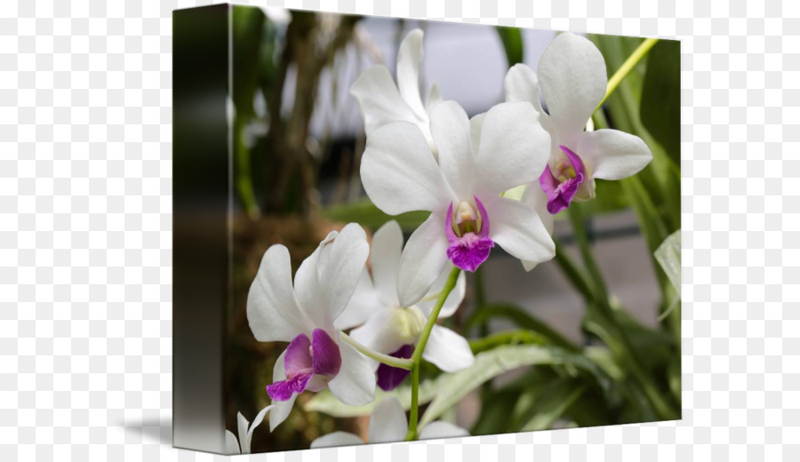 Blühende pflanze Cattleya Orchideen Dendrobium - weiße Orchidee