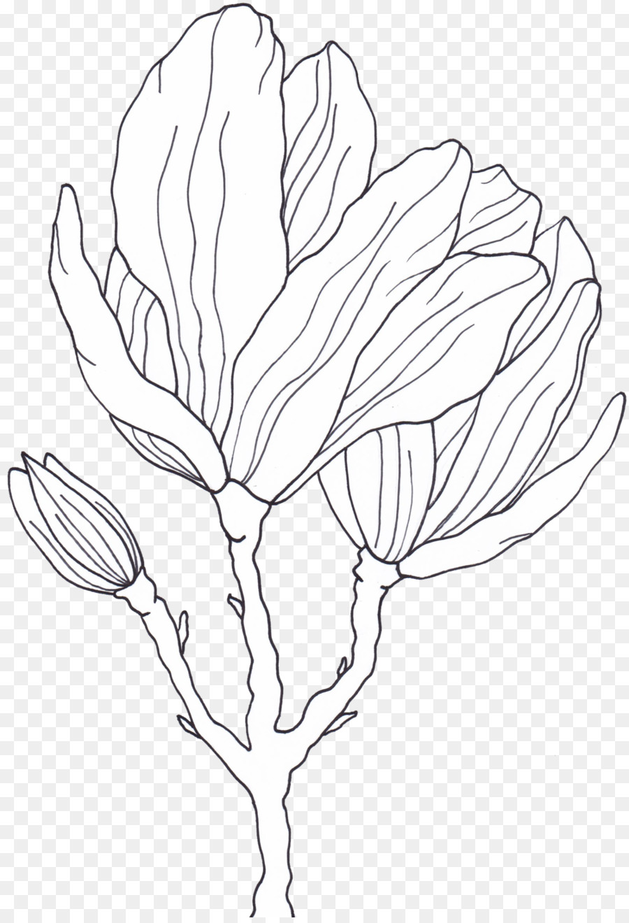 Zeichnung Enneagram Form Stern - florale hirschgeweihe