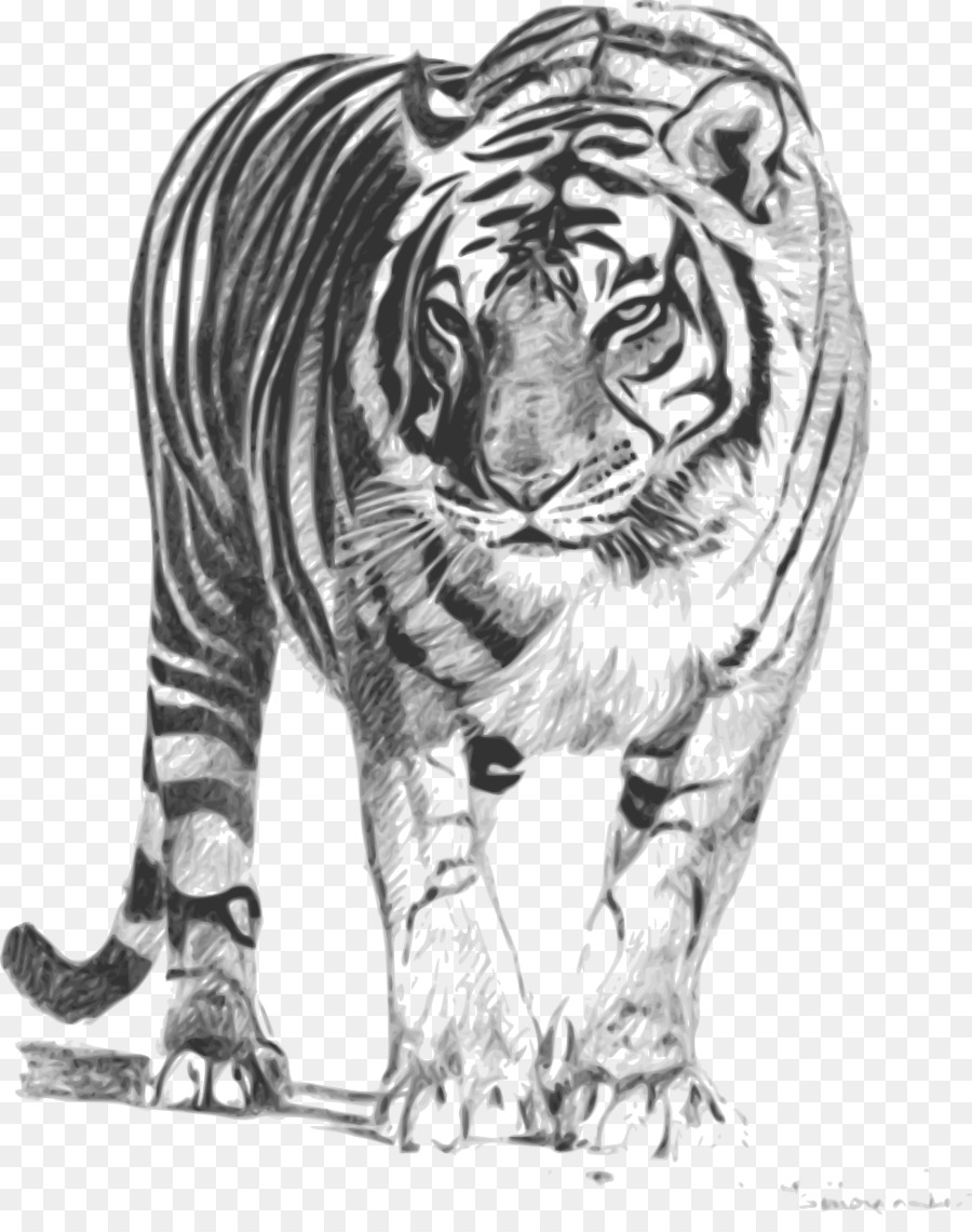 Con hổ Bengal Vẽ Clip nghệ thuật - Màu hổ