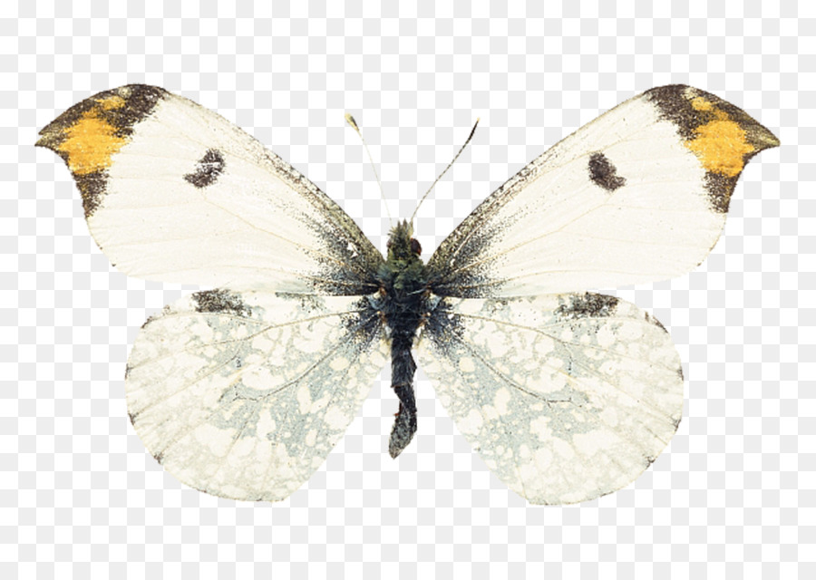 Schwalbenschwanz Schmetterling Insekt Falter - Schmetterling
