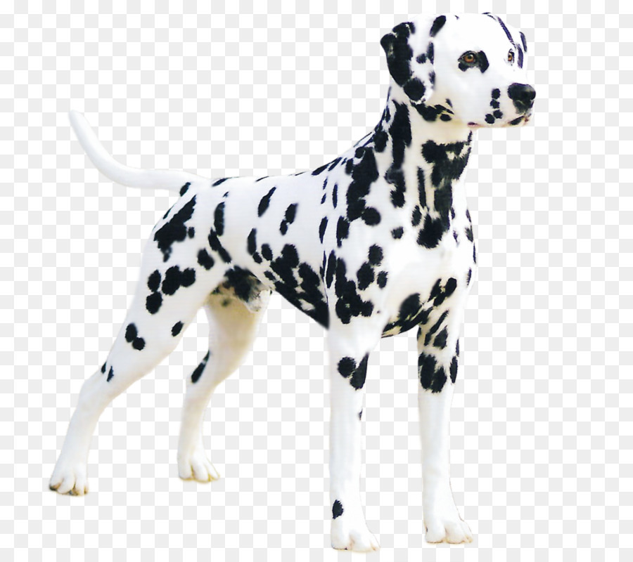 Dalmatiner-Hund-Dogge Welpen Der Dalmatiner Hunderasse - Dalmatiner