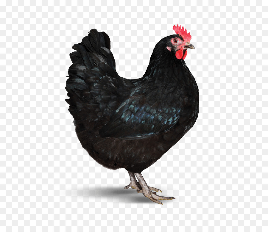 Chicken coop Bio-Nahrung Geflügel-feed - Henne
