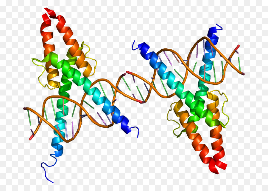 MyoD Protein Myogenesis sao Chép yếu tố Cơ bản xoắn vòng xoắn - những người khác
