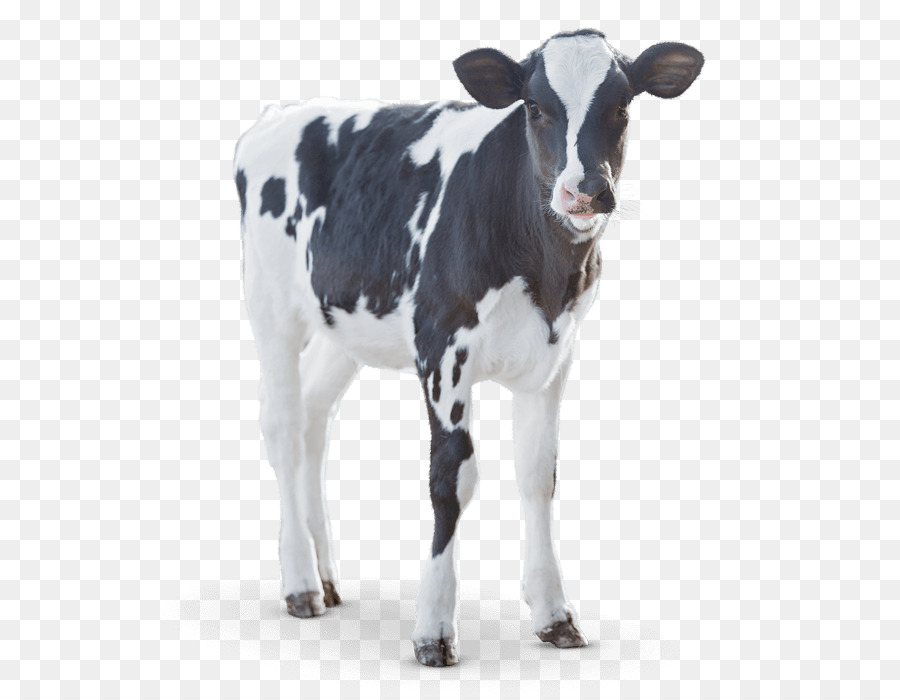 Bê Angus bò Sữa bò Sữa - hồ