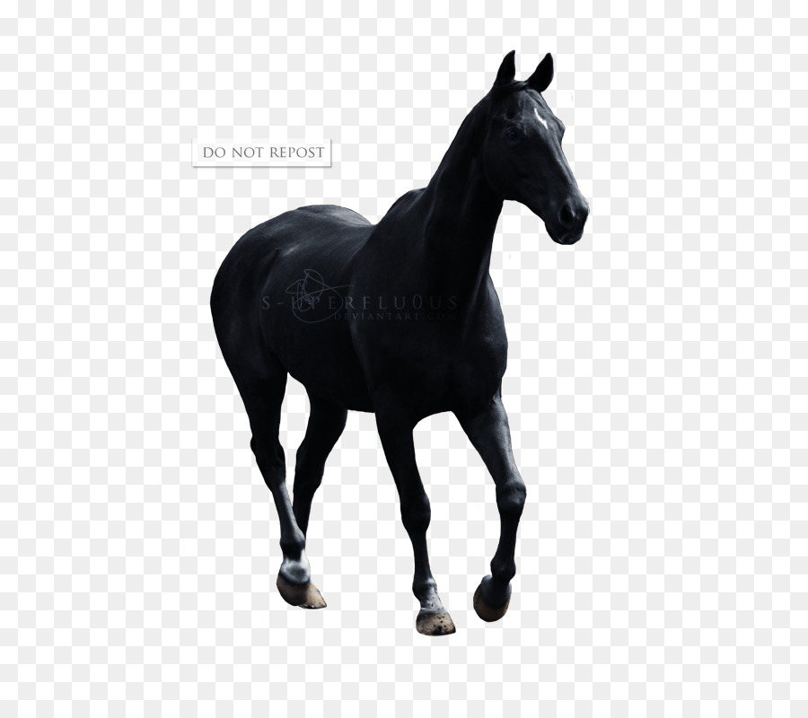 Ngựa Appaloosa Mustang Con Ngựa Ngựa - ấm c