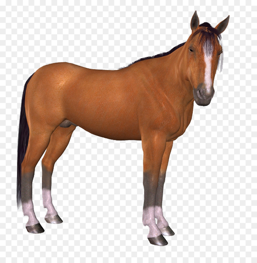 Con Ngựa Tải Bàn Chải - Con ngựa