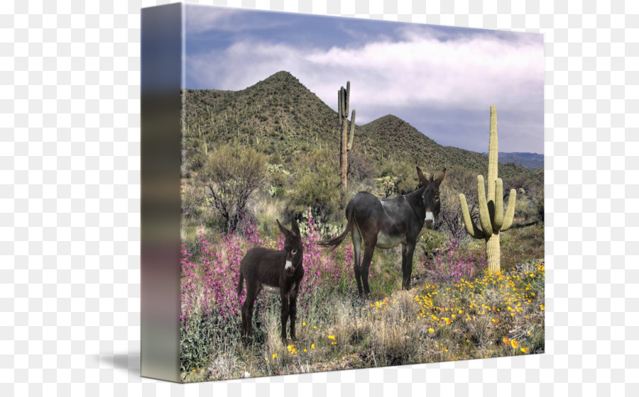 Pferd, Fauna, Ökosystem-Pack Tier National park - Wüste von arizona