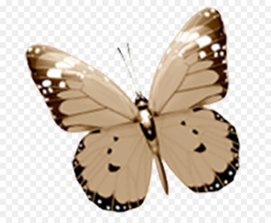 Disturbi della tiroide e delle Relative Condizioni di Salute: Otto Intrigante Sezioni Metabolica Farfalla Insetto Lepidottero Pieridae - farfalla elementi