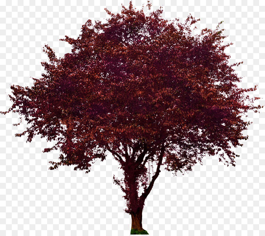 Baum, Blüte Hartriegel Pflaume Ahorn - Pflaume Vektor