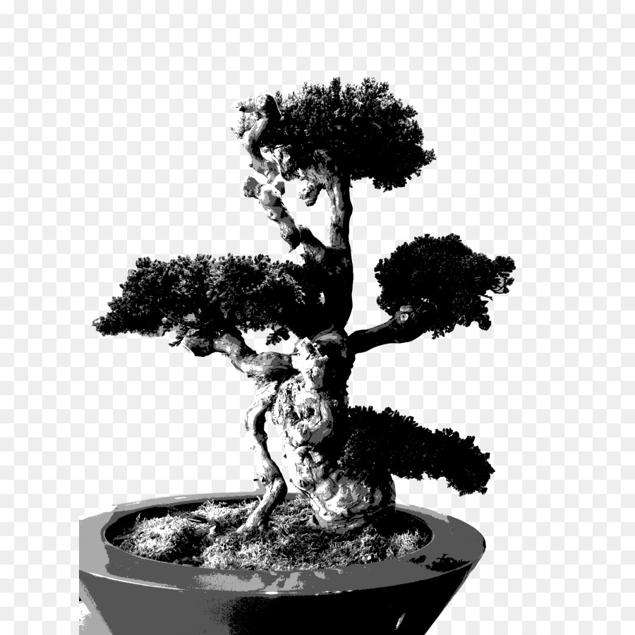 Sageretia theezans-Monochrom-Fotografie, Bonsai-Baum Zimmerpflanze - Bonsai