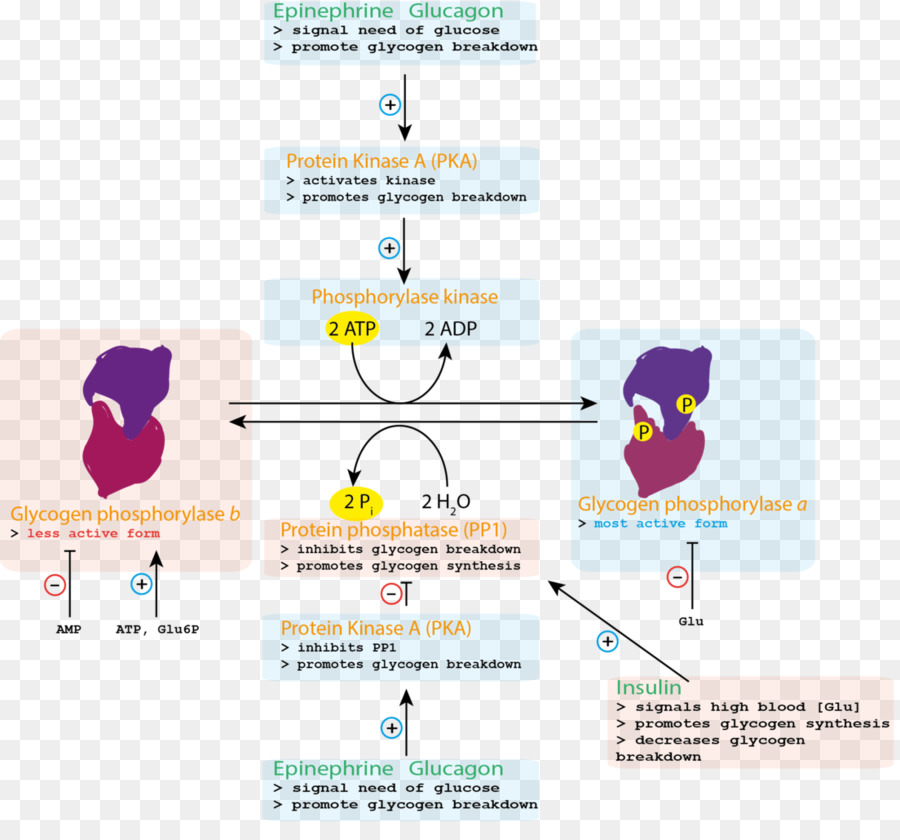 Steuerung des Glycogen-Stoffwechsel Glycogen-phosphorylase Phosphorylase-kinase Glykogen-synthase - Kontrolle