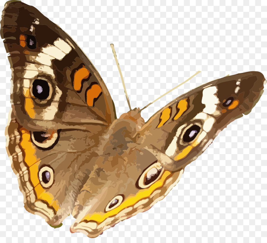 Farfalla, Insetto Comune buckeye Nymphalidae - Quebec