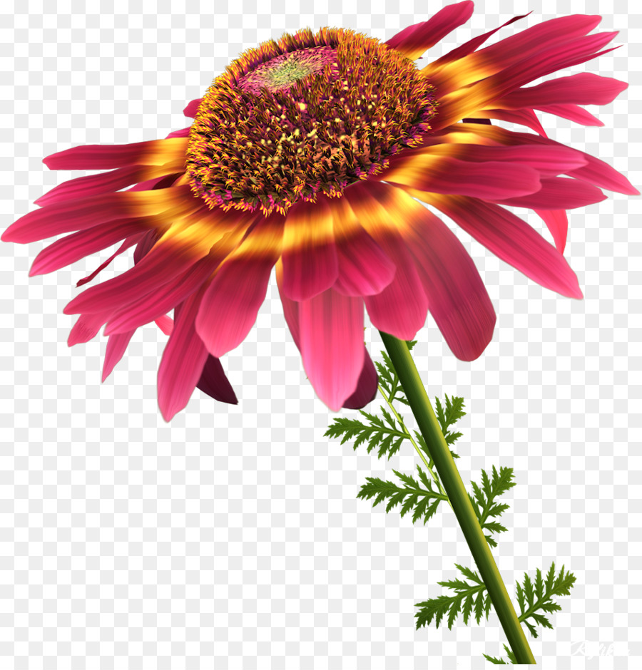Blume Informationen Petal Clip art - Schönheit Blumen
