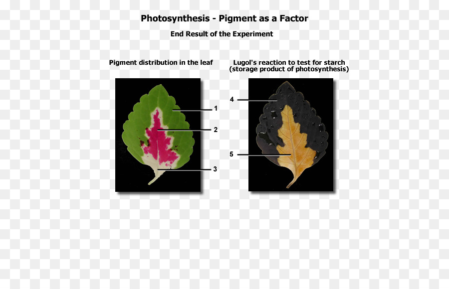 Biologische pigment Biologie Photosynthese Photosynthetische pigment - Farbpigment