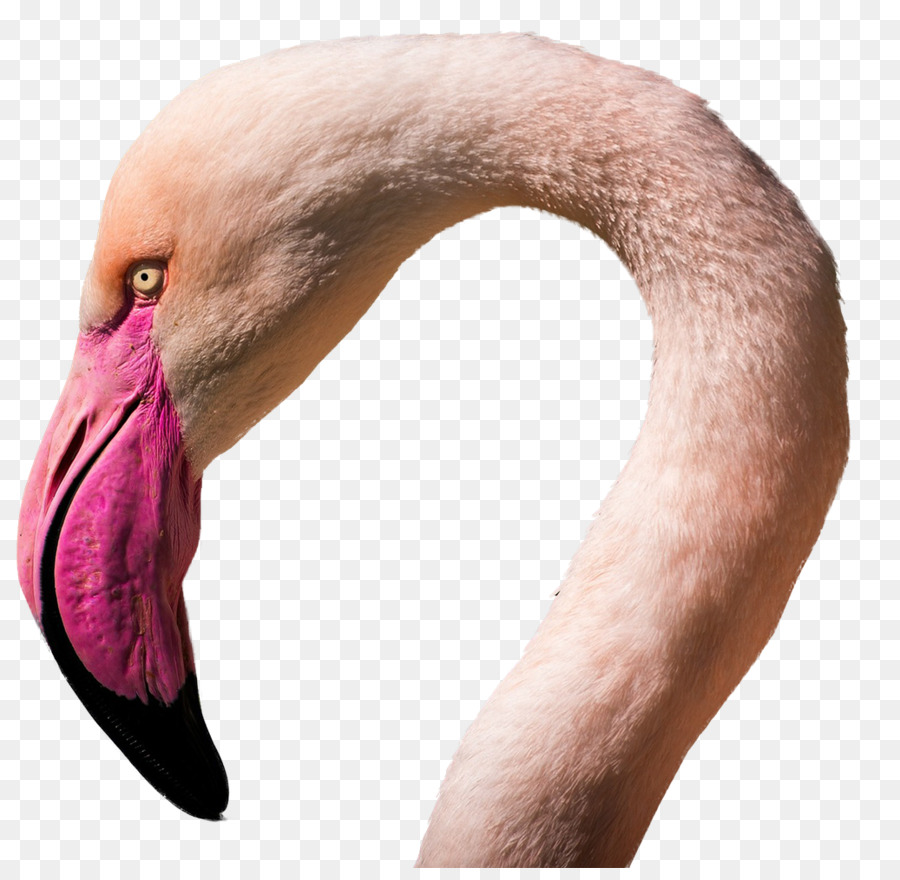 Flamingos Wasser-Vogel E-commerce - Vogel