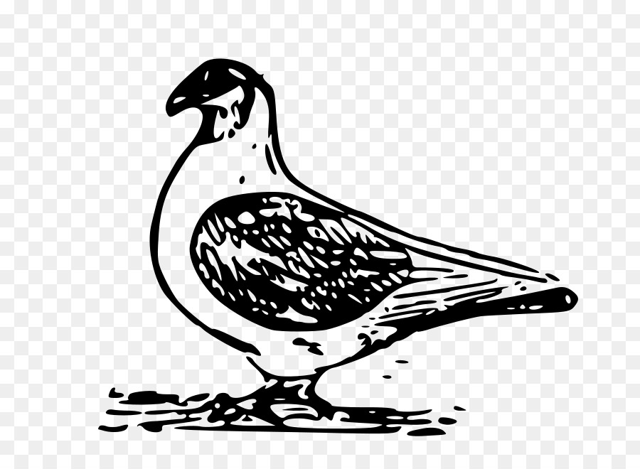 Columbidae englische Brieftaube Vogel clipart - Tauben Vektor