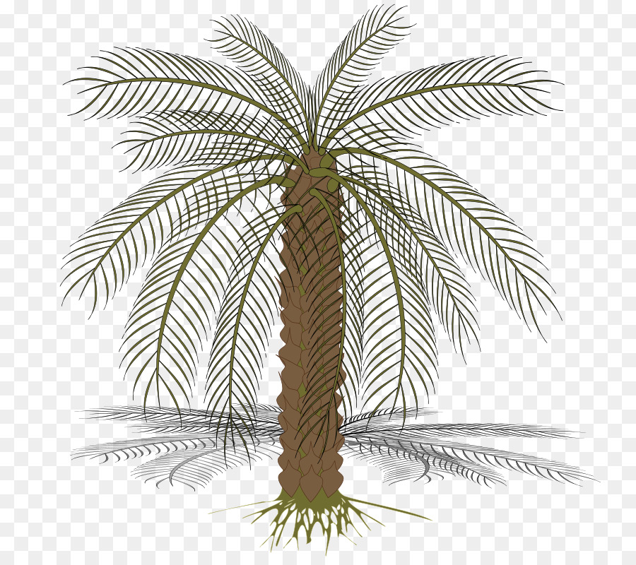 Arecaceae Data palm Clip art - amazon vettoriale