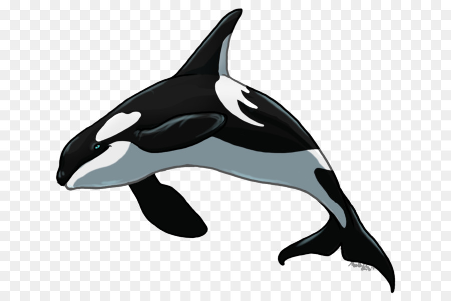 Mörder-Wal-Short-beaked common dolphin Rough-toothed dolphin Tucuxi White-beaked dolphin - Schwertwal
