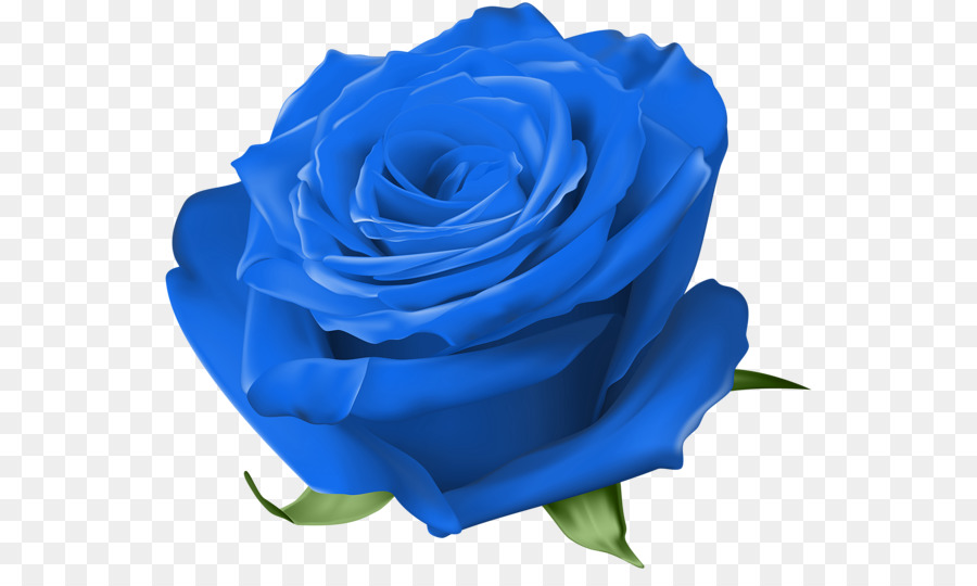 Blue rose Garden rose Centifolia rose Floribunda - Rosa blu