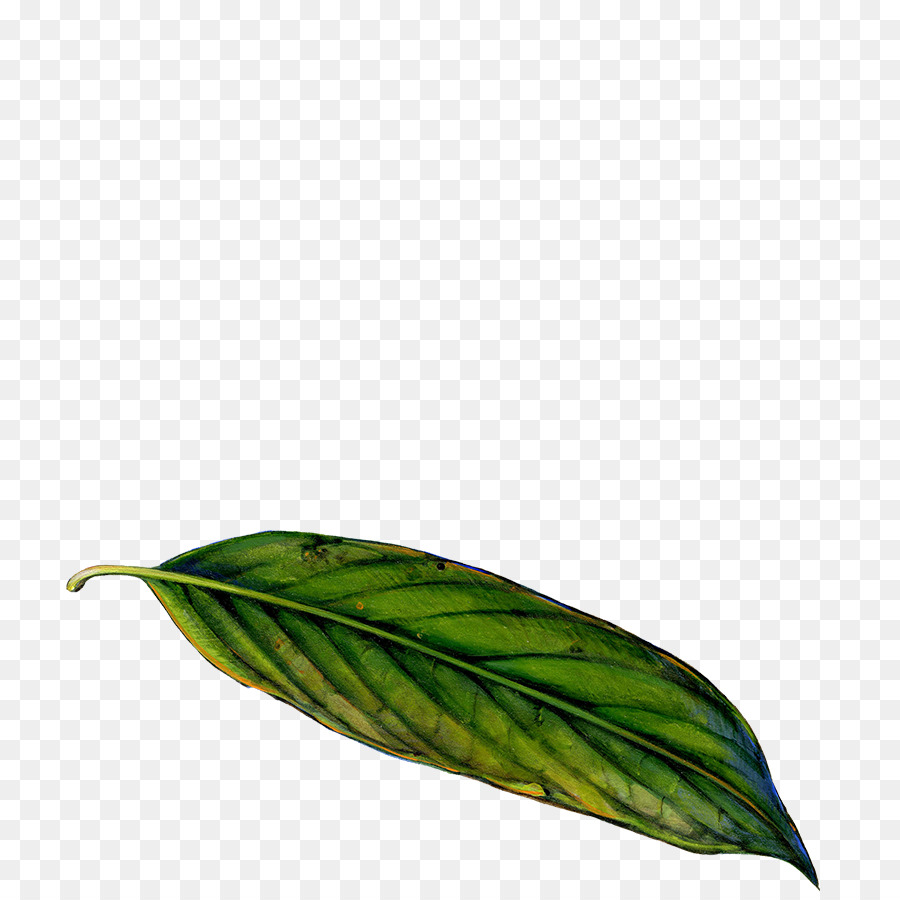 Blatt Photosynthese Chloroplasten photosyntheseleistung der Pflanze - junge Blätter