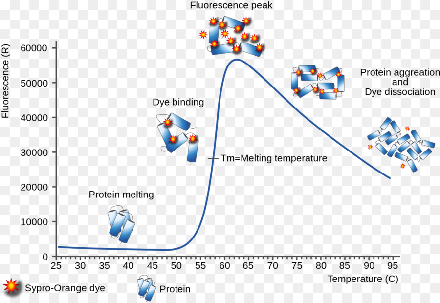 Termica shift assay Triptofano Proteina Diagramma di Biochimica - droga
