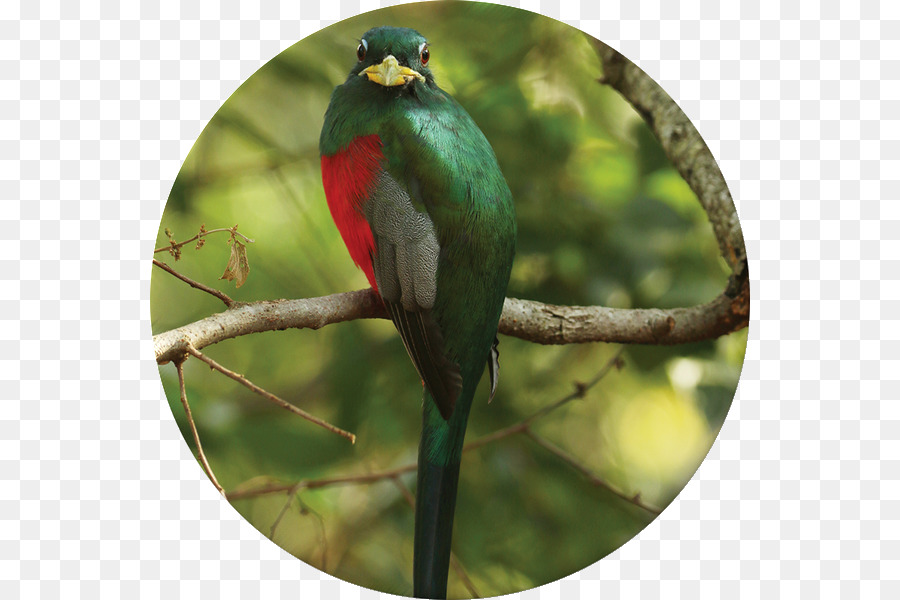 Krantzkloof Naturschutzgebiet Bird Flora-Fauna-Parrot - rote mangrove