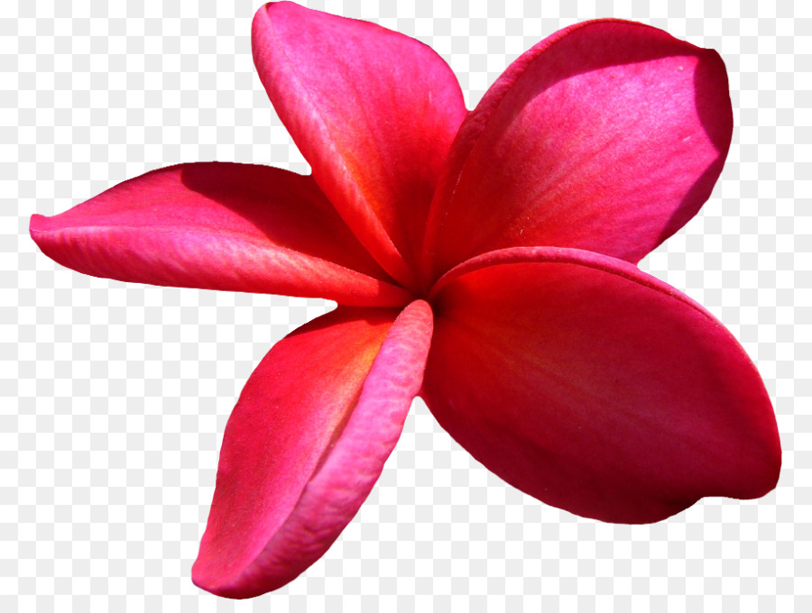 Flower Clip Art - Blume