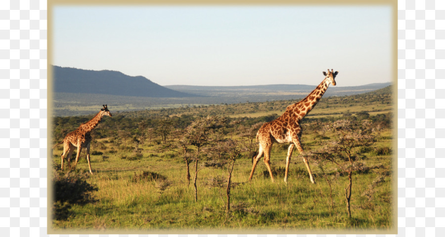 Centro Giraffa Masai Mara Museo Di Karen Blixen Tsavo East National Park - foresta fitta