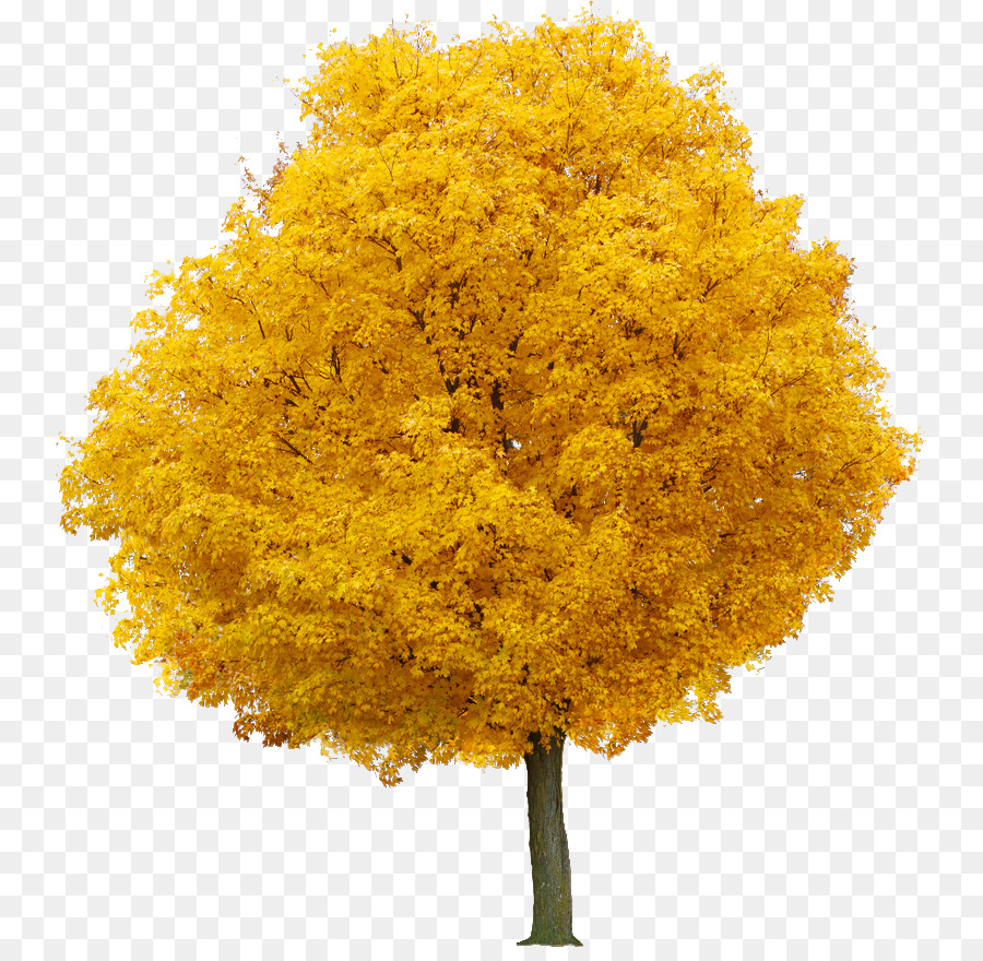 Lebensmittelfarbe Gelb Ahorn - gelb apricot Blume