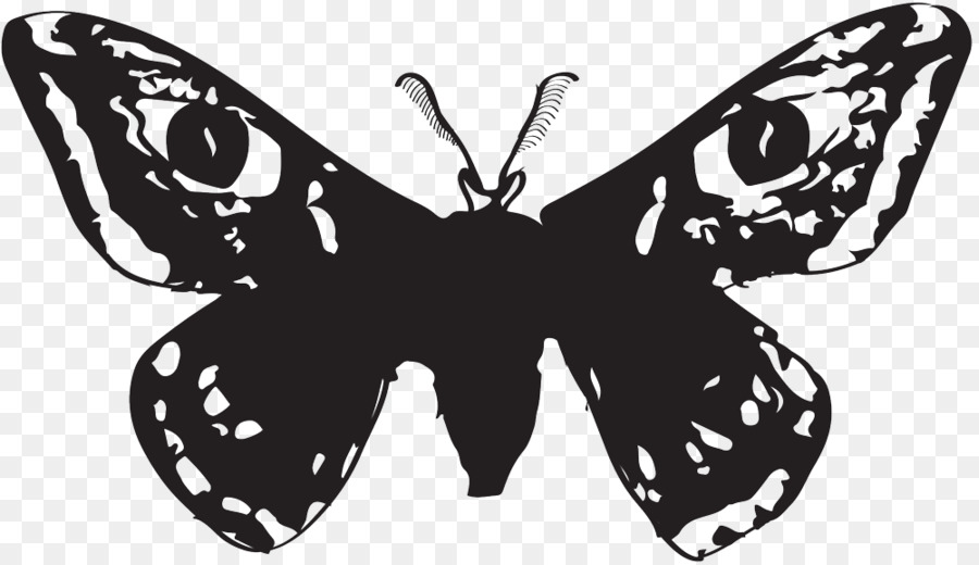 Vua bướm Côn trùng Ngoại Moth - Moth