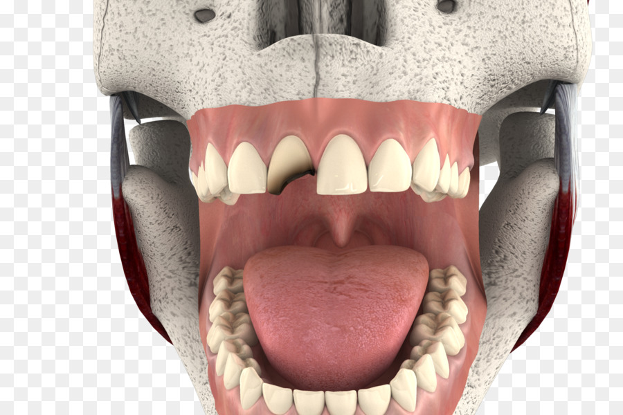 Hoạt Bảng đồ họa máy tính 3D - 3d răng