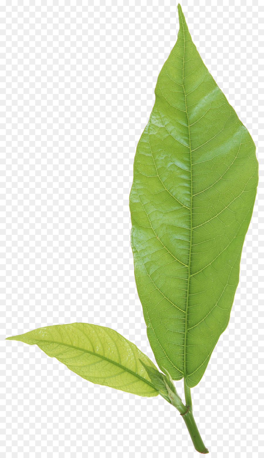 Blatt, Pflanze, Stamm Zweig - Blatt
