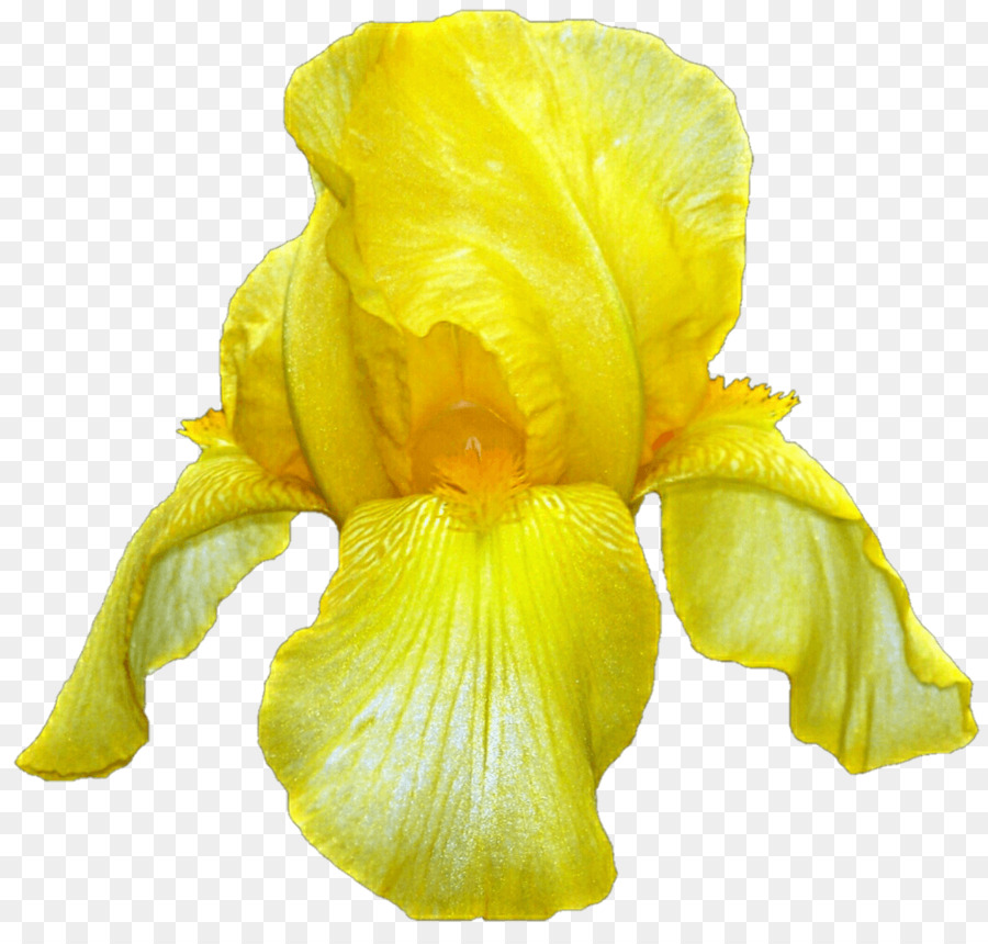 Iris pseudacorus Hoa Iridaceae - hoa
