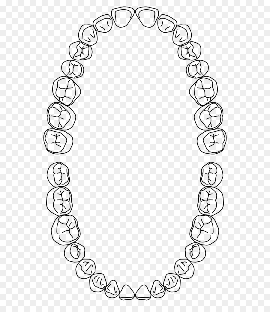 Tooth Cartoon png download - 654*1023 - Free Transparent Dental Arch