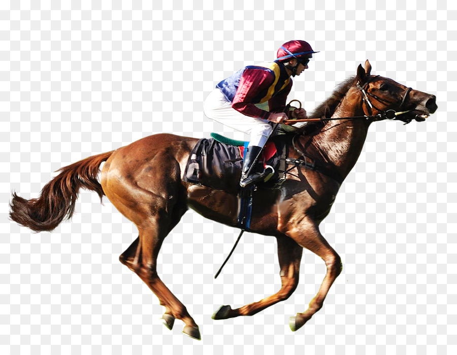 American Quarter Horse Equestre Horse racing Clip art - Corse di cavalli