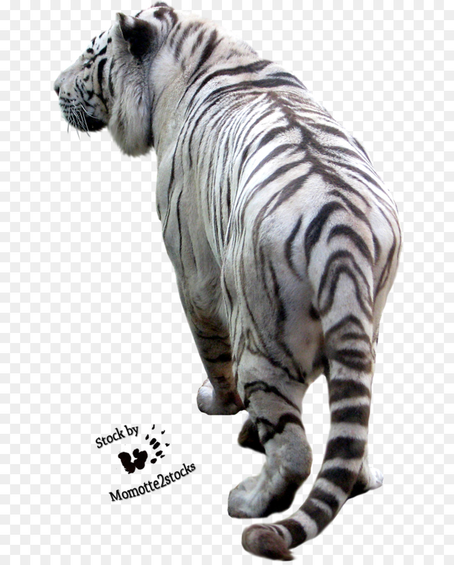 Tiger Fotografia Encapsulated PostScript Clip art - Stampa Tigre