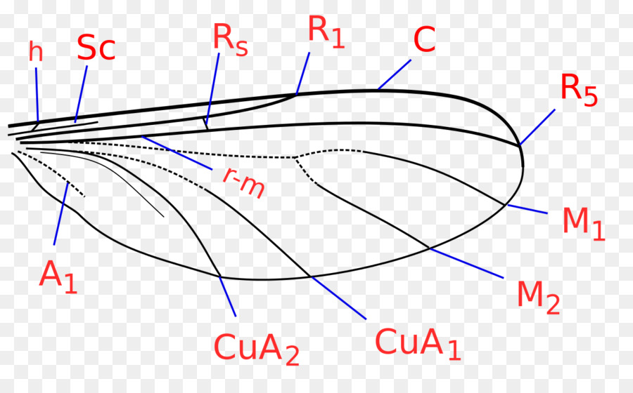 Mycetophilidae Angle