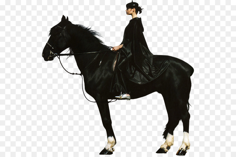 Pferd-Hengst-Schwarz und weiß Lauf - erstaunt schwarzen Kerl