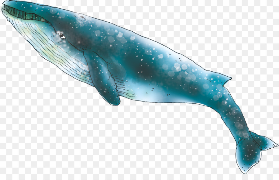 Grob zahme Delfin Marine Säugetier Baleen Wal Blauwal - Delphin