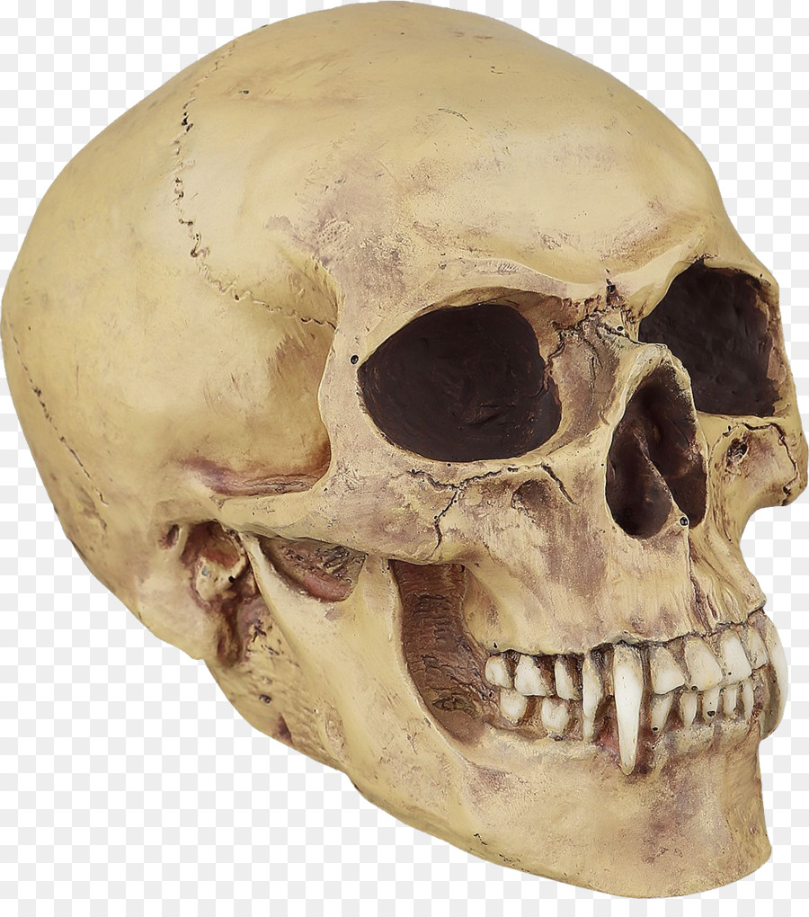 Cranio umano simbolismo Osso Vampiro Denti - cranio
