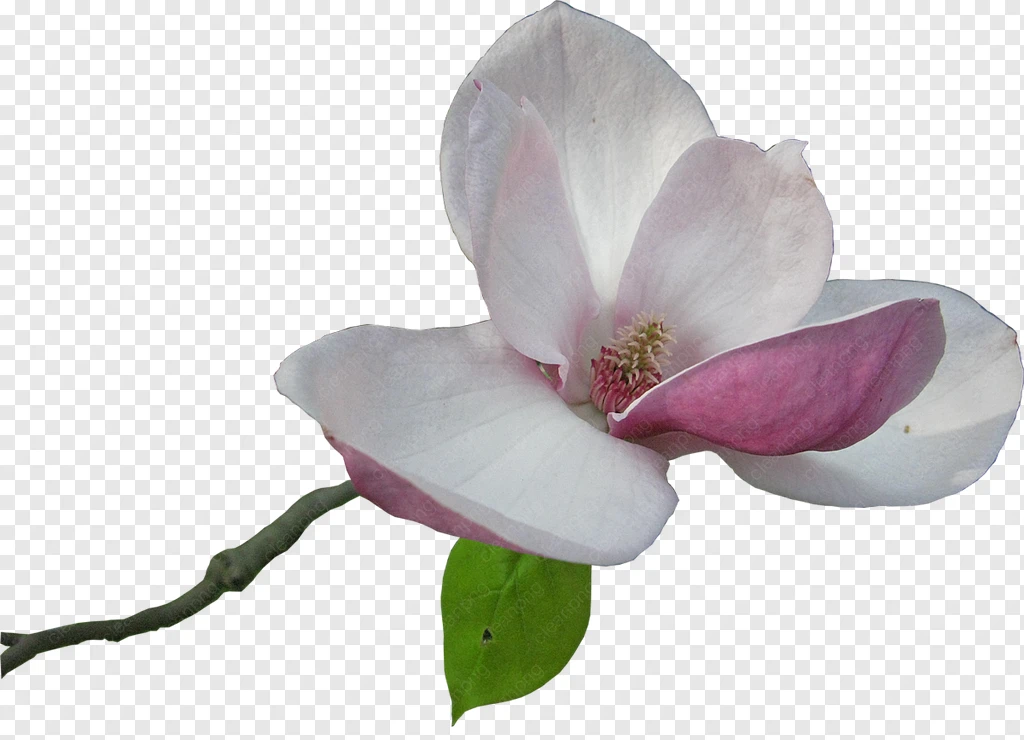 Fiore di Magnolia Clip art - fiore