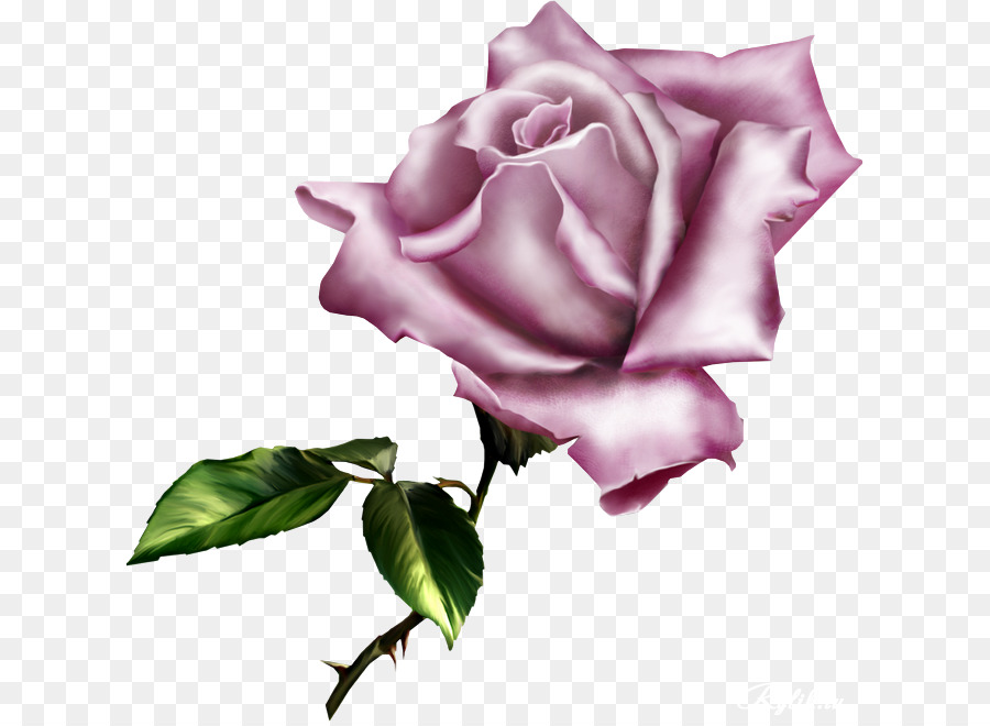 Fiore rose Centifolia Clip art - lilla