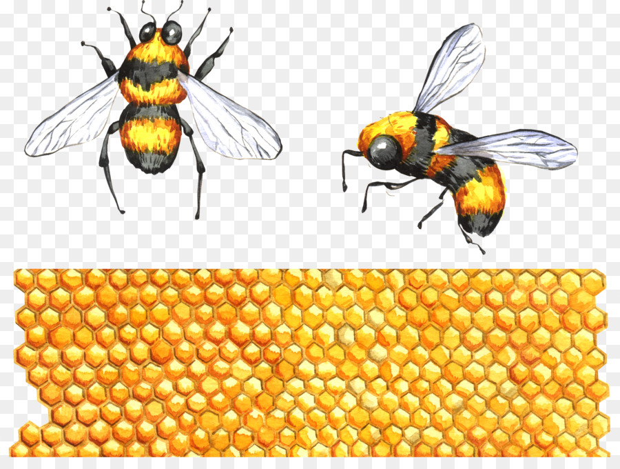 Honey bee Insekt Apidae Clip-art - Insekt