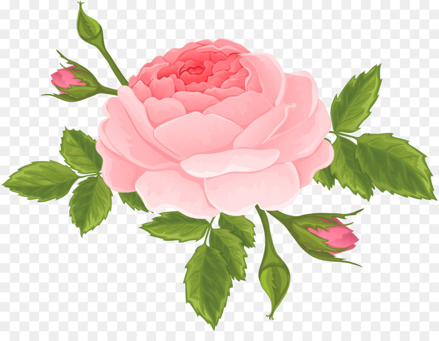 Hoa hồng trong vườn Hoa Centifolia hoa hồng Rosa bắc Clip nghệ thuật - nụ